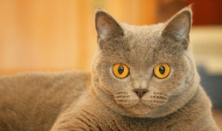 猫咪三个月喂养方法 猫咪三个月喂养方法视频