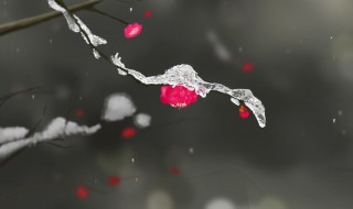 描写初冬的凄凉句子（描写初冬的凄凉句子摘抄）