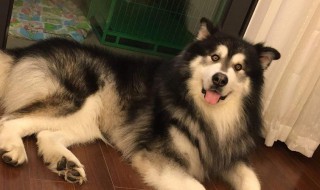 阿拉斯加不爱吃狗粮怎么解决 阿拉斯加不爱吃狗粮怎么解决视频