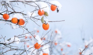 软柿子是什么意思（专捏软柿子是什么意思）