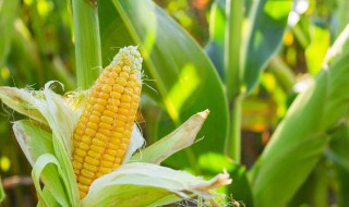 玉米须水低血压能喝吗（玉米须水低血压能不能喝）