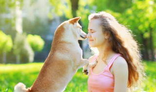 如何训练小狗狗 如何训练小狗狗的视频