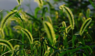 自然经济与小农经济的区别（自然经济和小农经济的区别）