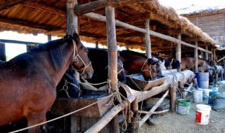 马圈和马厩的区别（马圈和马厩的区别图片）