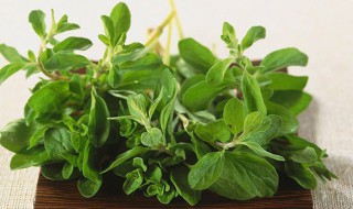 甘牛至叶的功效与作用 牛甘叶有什么好处