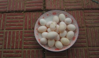 吃鸽子蛋的好处与坏处（吃鸽子蛋的好处与坏处有哪些）