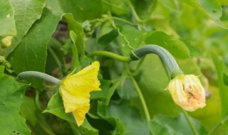 丝瓜花泡水的食用方式和注意事项 丝瓜花泡水方法