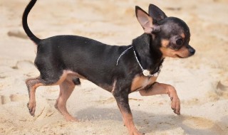 吉娃娃狗的种类有哪些 吉娃娃狗有几种品种