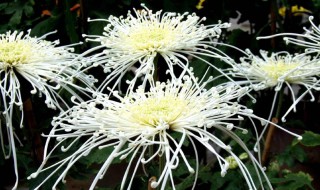 菊的组词（菊的组词三年级）