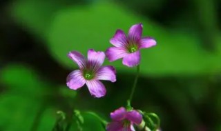 一枝草一点露是什么意思（一只草一点露是什么意思）