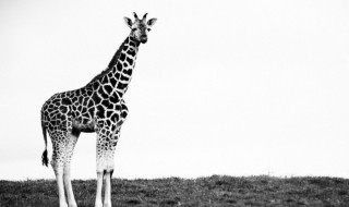 天不盖地不载是什么意思（天不能盖地不载）