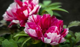 牡丹花下死做鬼也风流是什么意思(牡丹花下死做鬼也风流啥意思啊)