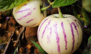 人参果怎么吃效果最好（人参果怎么吃效果最好?）