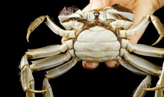 大闸蟹怎么捆（大闸蟹怎么捆的）