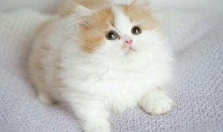 可耐是什么意思 可耐是什么意思网络用语