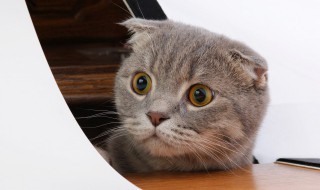 猫咪嗓子哑了怎么回事 猫咪嗓子哑了怎么回事鼻音有点重