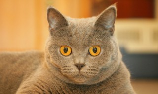 怎么看猫是否得了传腹 怎么看猫是否得了传腹图片