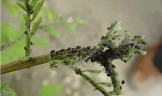 用醋兑水杀蚜虫有用吗（醋水能治蚜虫吗?）