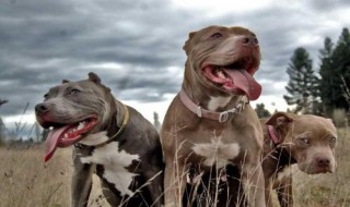 斑鬣狗和比特犬哪个厉害（鬣狗跟比特犬哪个厉害）