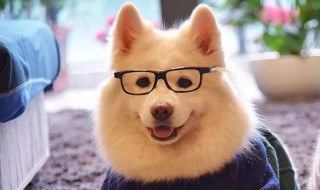 哪些狗狗的性格独特? 哪些狗狗的性格独特好养