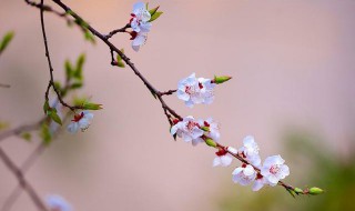 倒春寒的意思 倒春寒预示着什么