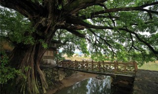 写大榕树静态美的句子 写出大榕树的动态美和静态美