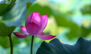 荷叶田田荷花依依是什么意思（荷叶田田 荷花依依是什么意思）