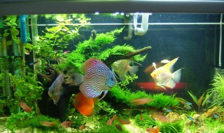 草缸养红绿灯鱼技巧（草缸适合养红绿灯鱼吗）