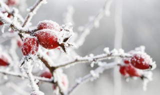 简短下雪心情文案 简短下雪心情文案图片