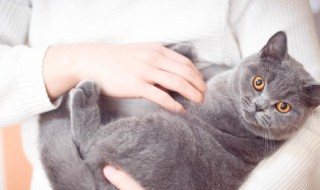 猫粮怎么喂比较好（猫粮怎么喂比较好一点）