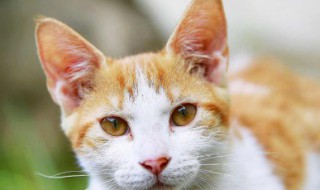 自制猫饭的做法（自制猫饭的做法和配方）