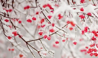 最新下雪好心情说说（下雪好心情的说说）