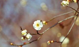 抖音很火的立春优美句子（抖音踏春最火的句子）