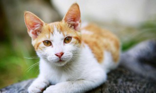 自制猫饭食谱（猫咪自制猫饭食谱）