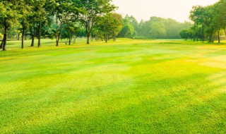 小草像什么 小草像什么职业