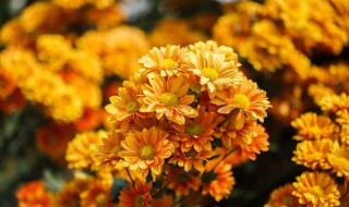 菊花像什么（菊花像什么像什么又像什么造句）