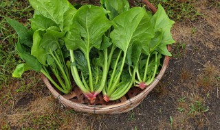 菠菜怎么种植 菠菜怎么种植容易发芽