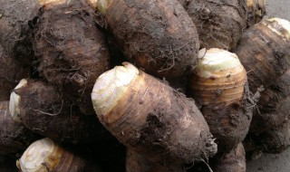 芋头里面绿了还能吃吗（芋头里面绿了还能吃吗有毒吗）