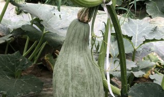 笋瓜的功效与作用(黄皮笋瓜的功效与作用)