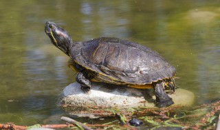 乌龟英语怎么说 乌龟英语怎么说读