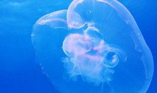 海月水母怎么吃 海月水母怎么吃东西