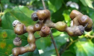 拐枣泡酒的功效男人喝（拐枣泡酒喝的好处）