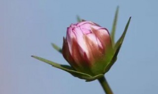 人无千日好花无百日红的意思 人无千日好花无百日红的意思是什么