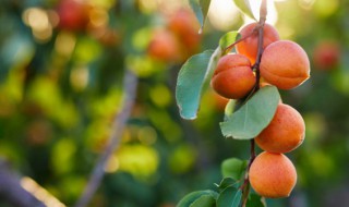 什么的果园 什么的果园用ABCC式词语