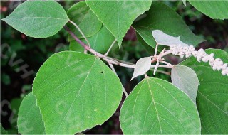 白叶的功效与作用 白芷的功效与作用
