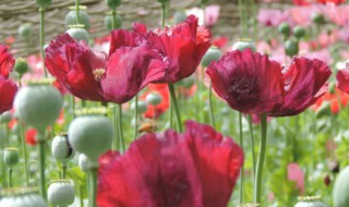 什么的花（什么的花瓣）