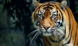 关于老虎的文案怎么写（关于老虎的文案怎么写简短）