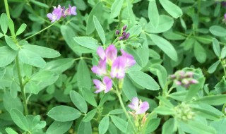 苜蓿草和苜蓿菜一样吗（苜蓿草和苜蓿菜的区别）