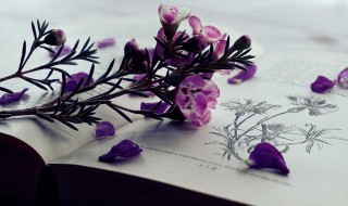 七步诗的意思和表达的感情是什么（七步诗表达了什么）