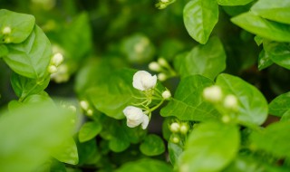 茉莉花可以剪枝吗（茉莉花可以剪枝吗视频）